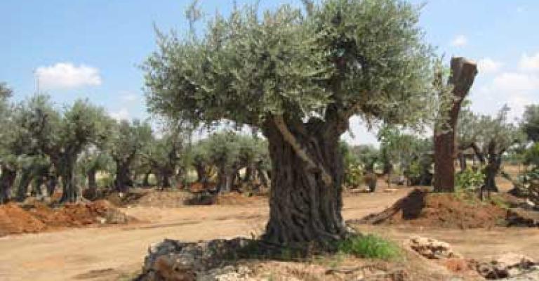 ضبط تريلا محملة بـ 12 شجرة زيتون معمرة في جرش قادمة من عجلون