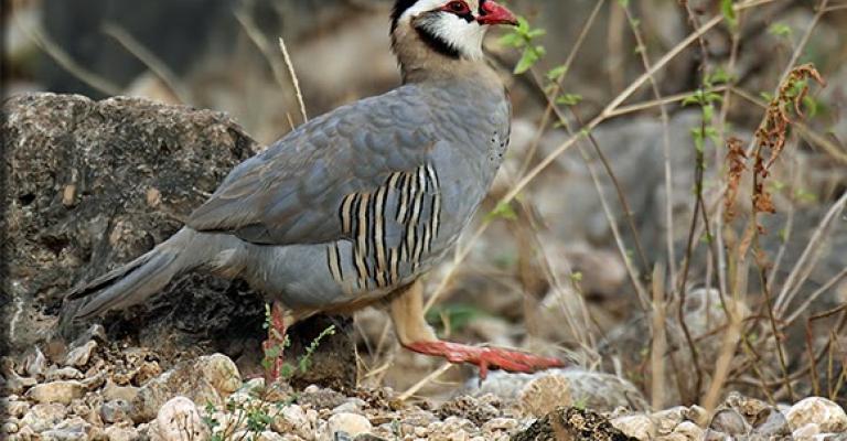 الملكية لحماية الطبيعة تطلق 600 طائر حجل بالمملكة