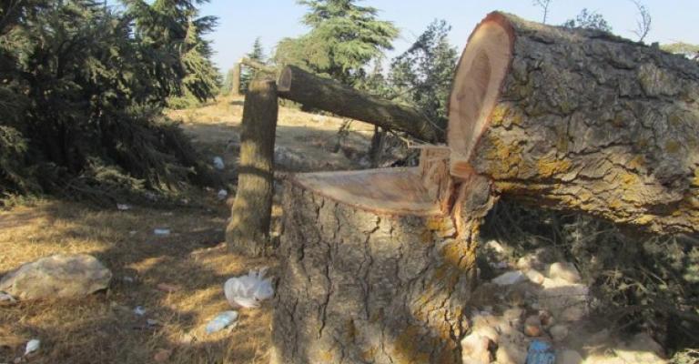 الزراعة : تراجع كبير بالاعتداءات على الاشجار الحرجية