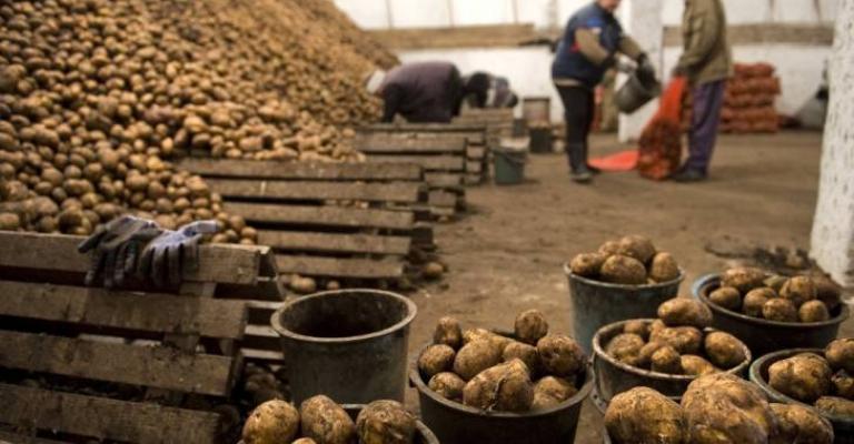 "حماية المستهلك" تطالب بفتح باب استيراد البطاطا والبصل