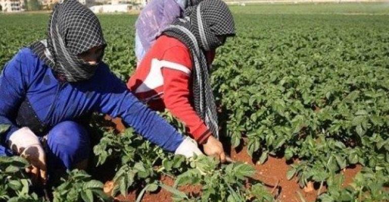 مستقبل مجهول للسوريين العاملين في القطاع الزراعي