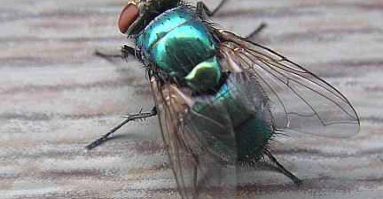 ربع مليون دينار لمكافحة الذباب المنزلي في وادي الاردن ربع مليون دينار لمكافحة الذباب المنزلي في وادي الاردن