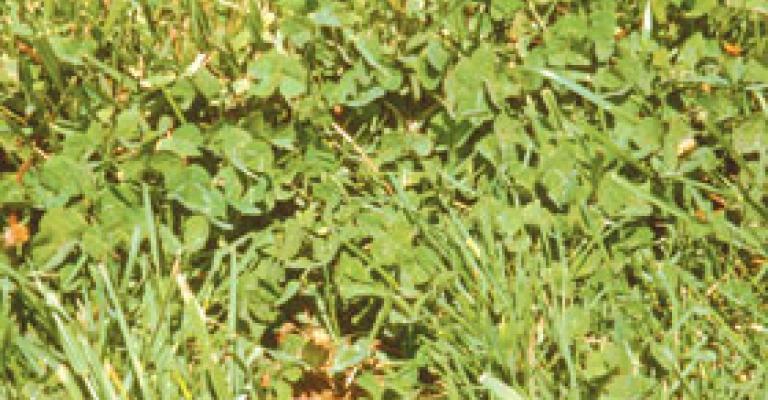 حملة وطنية لإحلال البرسيم بدل الأعلاف