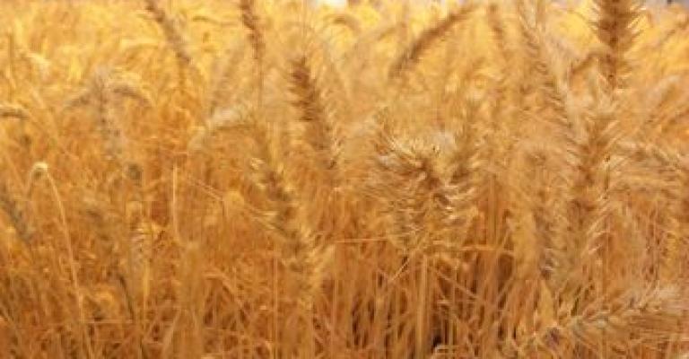 حملة وطنية لحث المزارعين على زراعة الحبوب