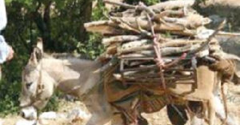 ارتفاع المحروقات يهدد الثروة الحرجية