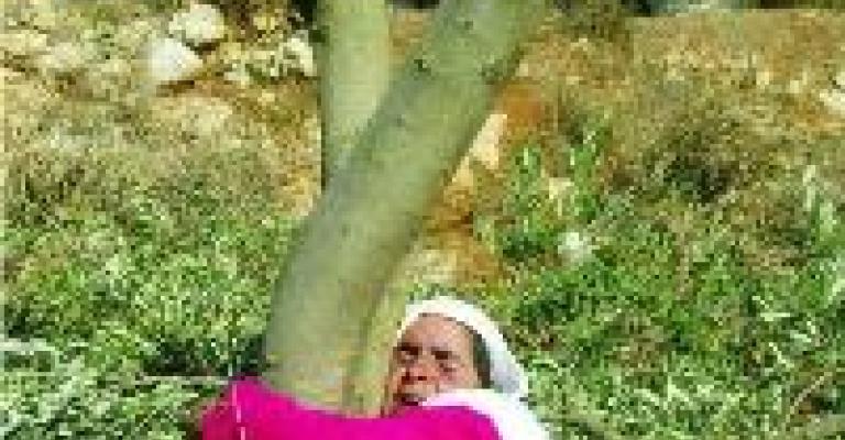 إطلاق جائزة محفوظة سنديانة الكرامة