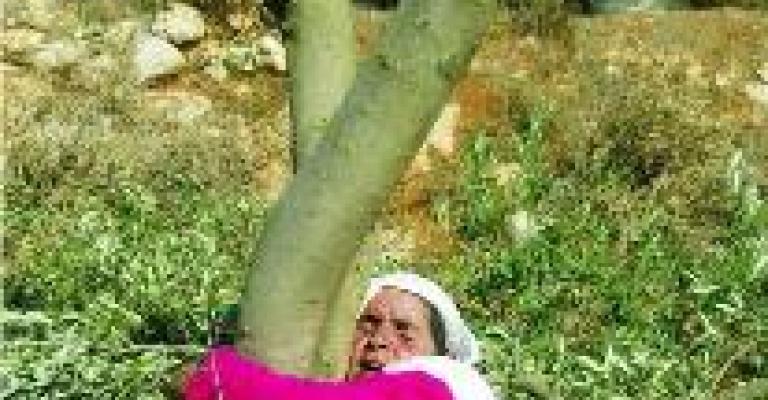 محفوظة شتية.. سطر جديد في كتاب النضال