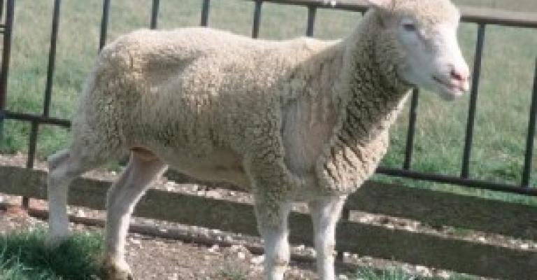 تجار المواشي يحتجون على انخفاض أسعار أضاحي العيد