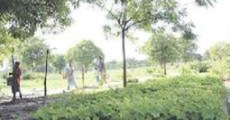 استخراج الديزل والكاز من بذور نبته استخراج الديزل والكاز من بذور نبته