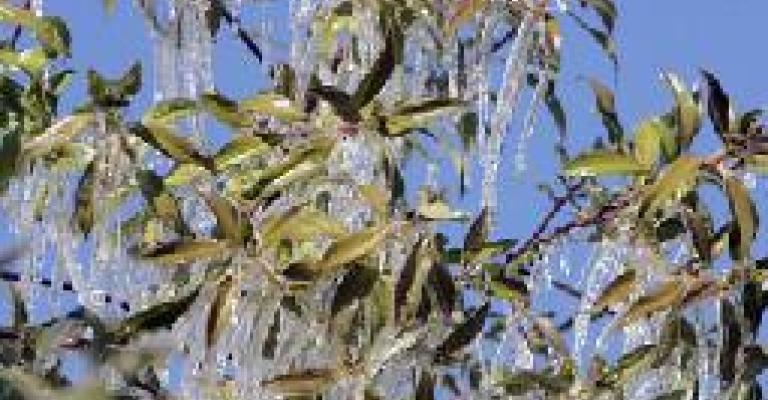 مزارعو الأغوار يطالبون باهتمام أكبر