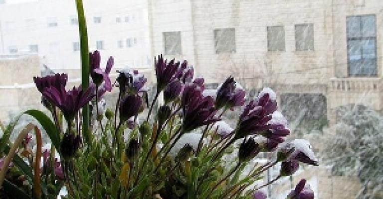 الزائر الأبيض.. يعود للمملكة الاثنين