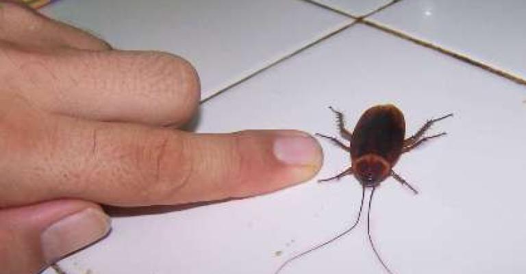 شكوى من وجود "صراصير" في مستشفى التوتنجي