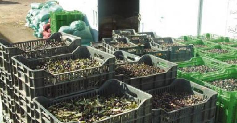 البيئة تحذر معاصر الزيتون من " تلويث البيئة"