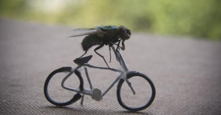 أهالي الشونة يطالبون بـ"حرب على الذباب المنزلي"