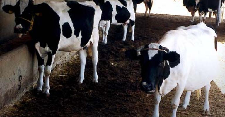 العجلوني: لا عجول نافقة في مسالخ الأمانة