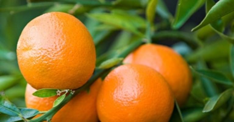 انحسار تدريجي لمساحات الحمضيات في وادي الأردن