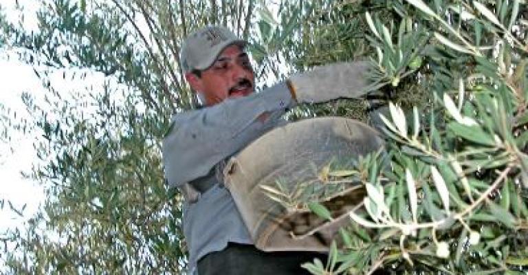 لوبي نيابي وراء ارتفاع أسعار زيت الزيتون لوبي نيابي وراء ارتفاع أسعار زيت الزيتون