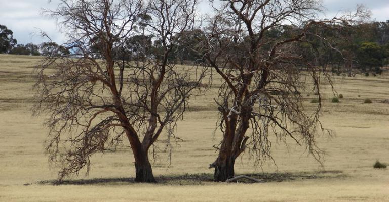 شبح الجفاف يلوح بالأفق شبح الجفاف يلوح بالأفق