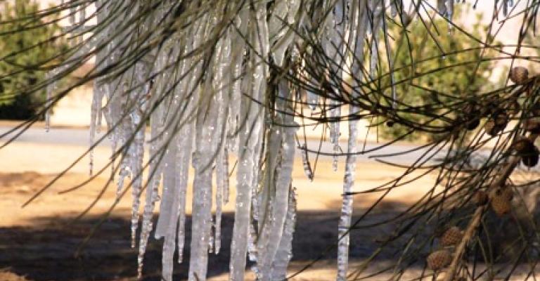 مزارعون يطالبون بإجراءات تحميهم من الصقيع