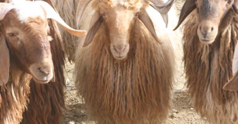 مربو المواشي: 2009 عام انقراض الثروة الحيوانية مربو المواشي: 2009 عام انقراض الثروة الحيوانية