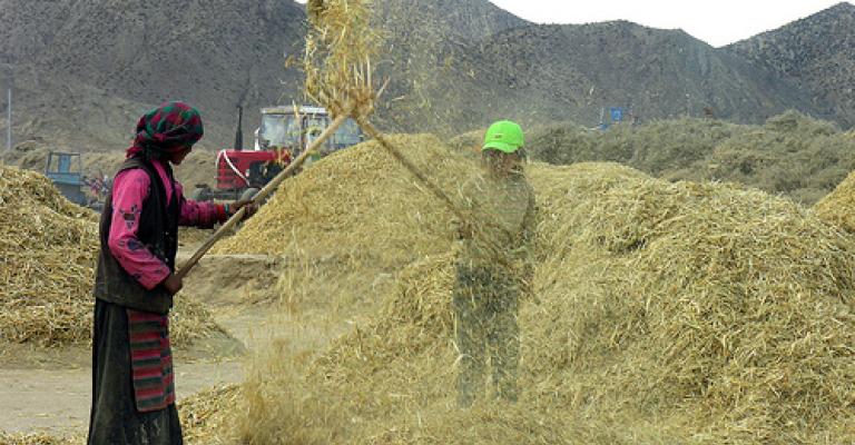 اسرائيل مصدر القش الوحيد لمربي الأبقار