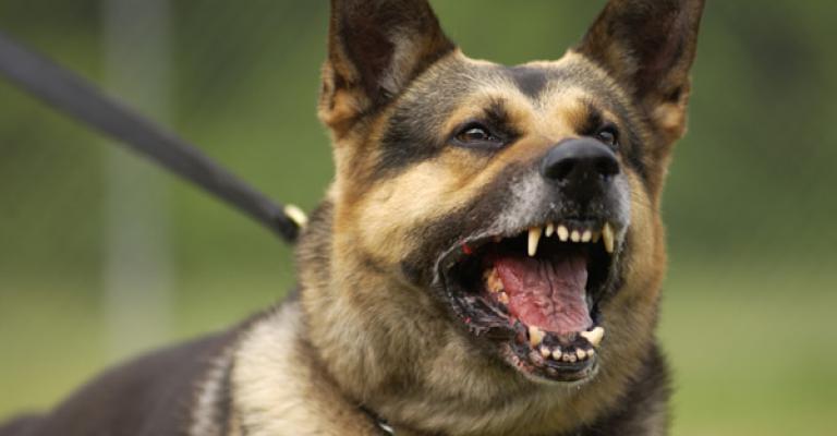 سبعة عشر كلبا يعقرون طفلا في المفرق