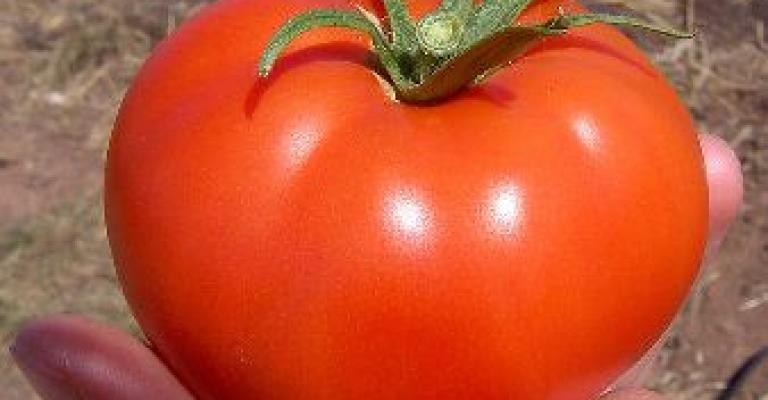 "الذبول التبقعي" يهدد المناطق الشفا غورية