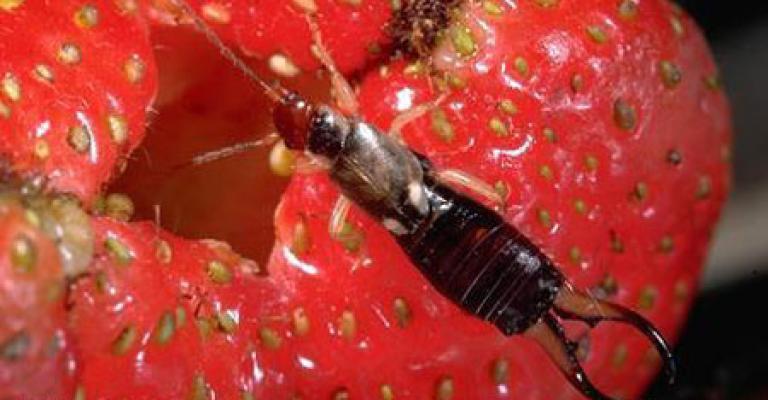 العواودة لا علاقة بين تلوث القناة وانتشار حشرة التربس