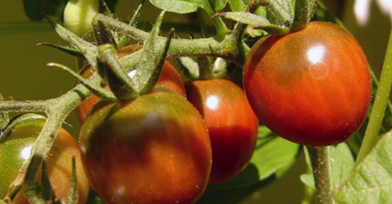 حسب وزير الزراعية المزارعون هم سبب انتشار الذبول التبقعي! حسب وزير الزراعية المزارعون هم سبب انتشار الذبول التبقعي!