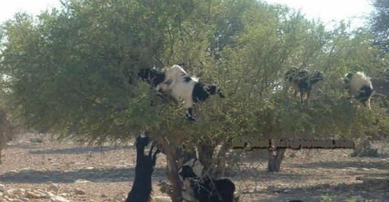 مواطن يقتحم بجرافة متنزه في الأغوار