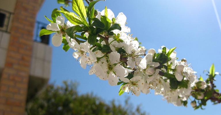 15% من الاردنيين يتحسسون من الربيع