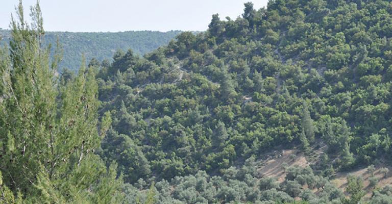 القبض على سجين فار في غابات عجلون القبض على سجين فار في غابات عجلون