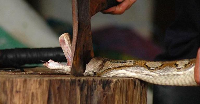 أفاعي تعشش بمجمع ضرار الرياضي في دير علا