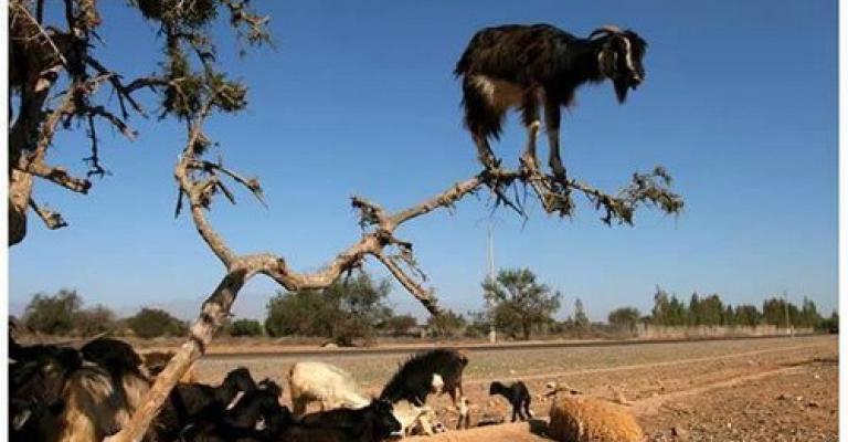 السعودية ترفع الحظرعلى استيراد الأغنام من الأردن السعودية ترفع الحظرعلى استيراد الأغنام من الأردن