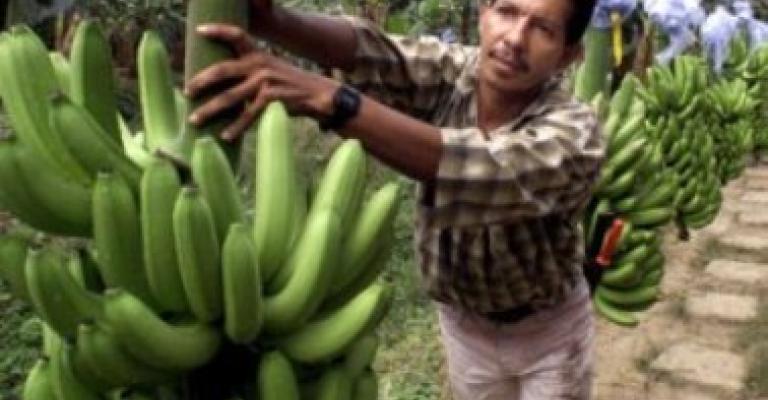 ارتفاع أسعار تأجير الوحدات الزراعية