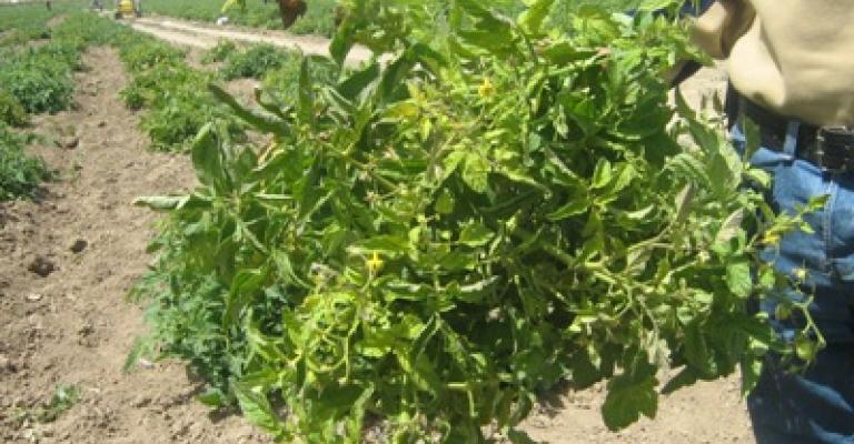 مزارعون مستمرون باستخدام السماد غير المعالج