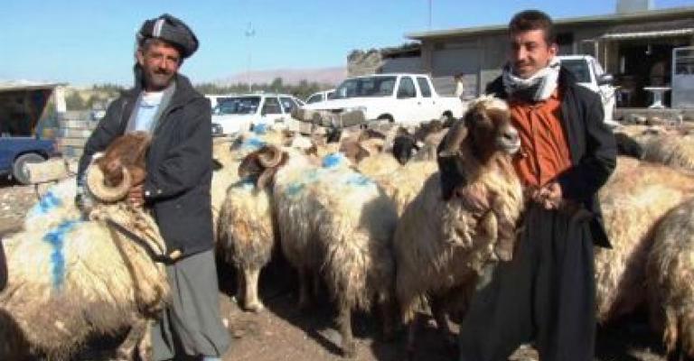 تحذيرات من ارتفاع أسعار الأضاحي بسبب التصدير