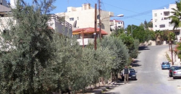 الاقتراب من إزالة أشجار الزيتون من أرصفة العاصمة