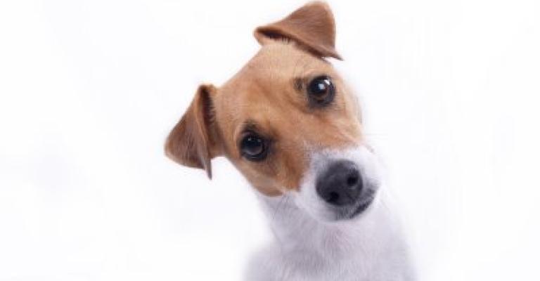 كلب يتسبب بحادث سير في الشونة الجنوبية