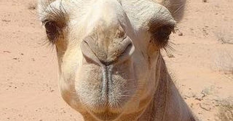 حادث سير مع جمل يخلف إصابتين في معان