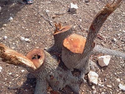 55 مخالفة اعتداء على الأشجار الحرجية في اربد منذ مطلع العام -صور