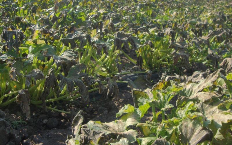 انقطاع الامطار تتسبب بتردي الموسم الزراعي 