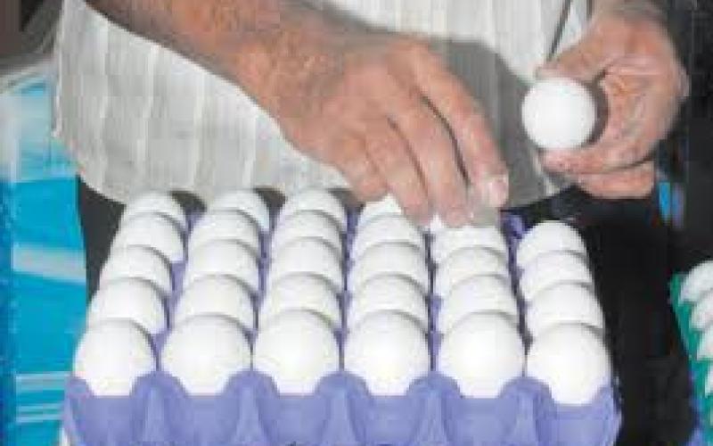 جمجوم: استيراد البيض سيؤدي إلى تكدسه