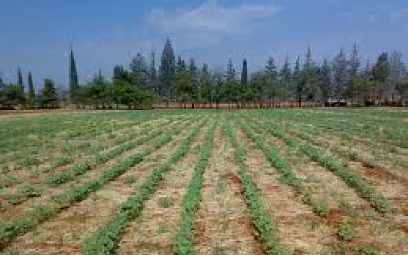 الإحصاءات: 13% ارتفاع أسعار المنتجين الزراعيين