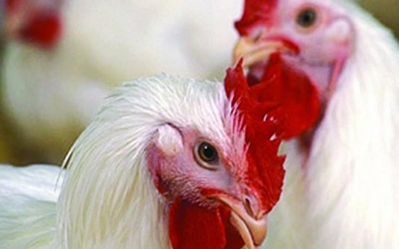 اسعار الدواجن والبيض في ثبات