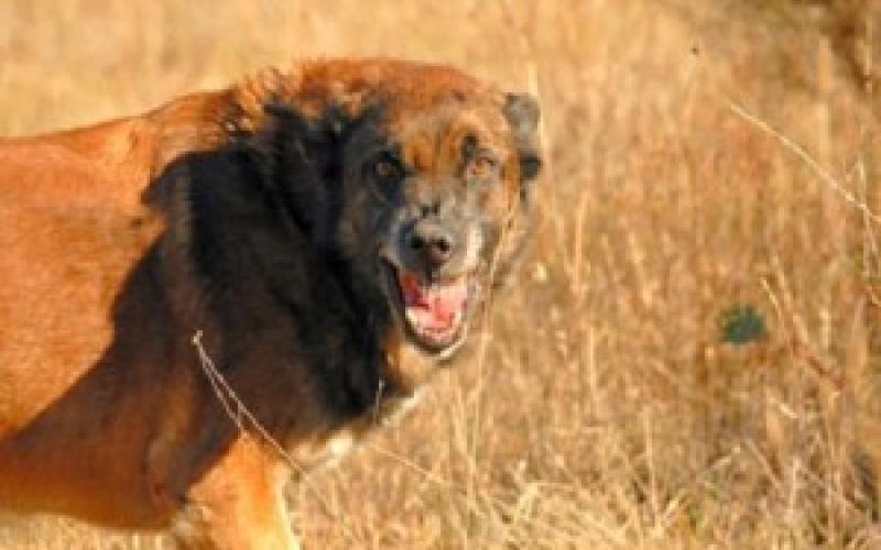 وفاة الطفل محمد بعد نهش كلب مسعور