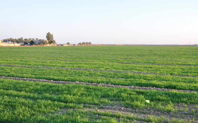 مشاريع زراعيّة في الطفيلة بنصف مليون دينار