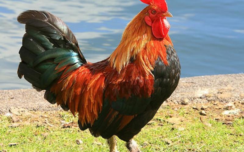 انخفاض اسعار الدجاج