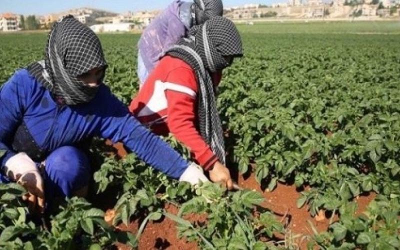 مستقبل مجهول للسوريين في العاملين في القطاع الزراعي