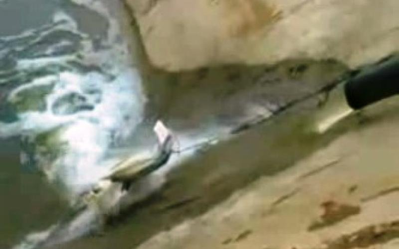 (بالفيديو).. مياه سد الملك طلال ملوثة
